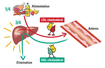 Hyperglycémie à jeun: Cholesterol alimentation