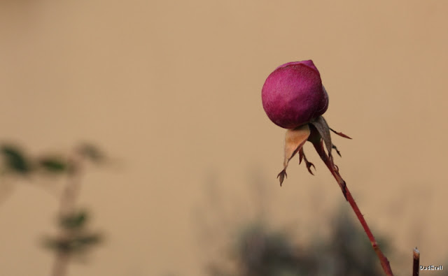 Bouton de rose en forme de boule