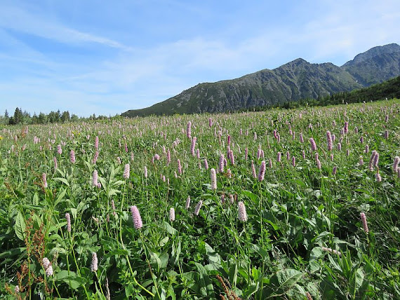 Rdest wężownik (Polygonum bistorta)