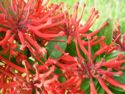 Chilean firebush, Embothrium coccineum Chilean firebush, Embothrium coccineum