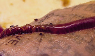 sourcrop, protein poisoning,african nightcrawler, cacing, kompos, compost, vermicompost, vermikompos, casting, vermiculture, vermicompost bedding, coffee bedding