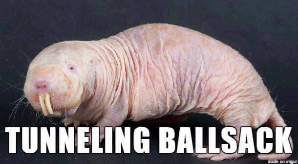 pakajunk internet names for animals