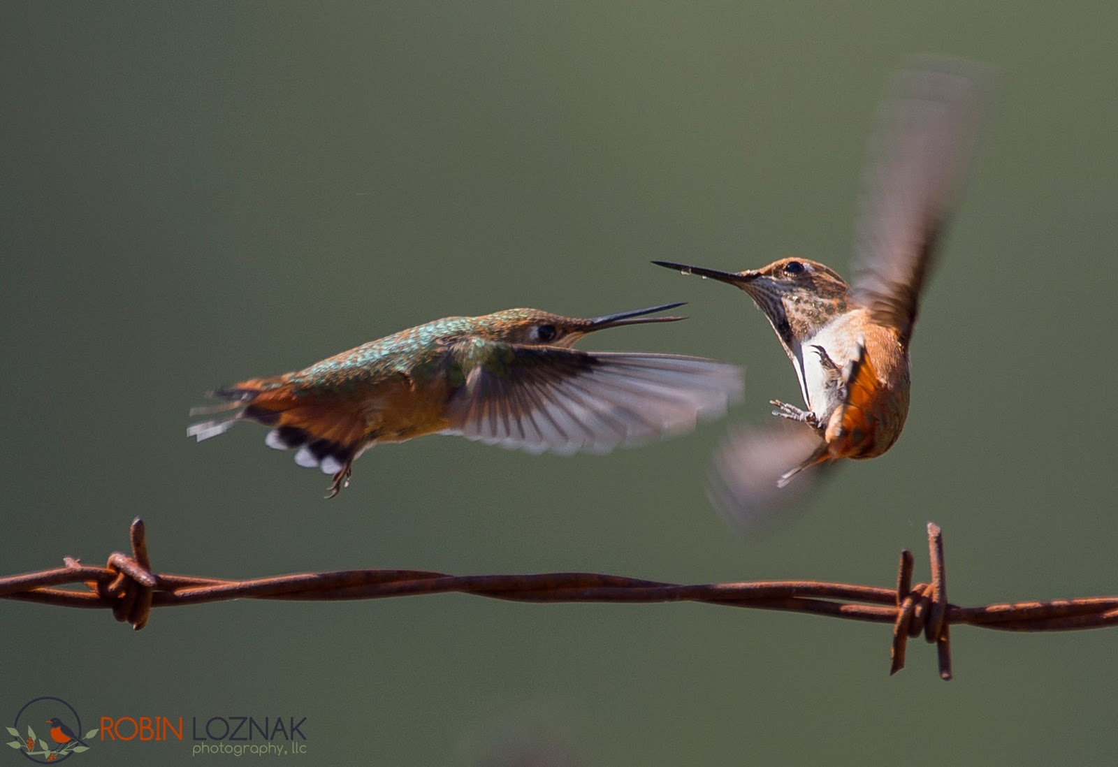 звук взмаха крыльев. звук комаров. птицы одного полета. анимированный полет птицы. звук взмаха крыльев.