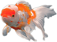 Jenis Ikan Koki Berdasarkan Bentuk, Warna, Bentuk Ekor