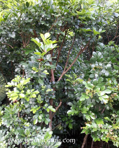 Chinese Perfume Plant, Mock Lime tree