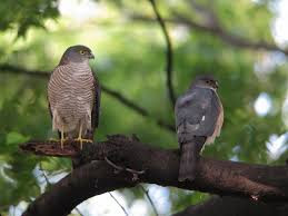 Japanese Sparrowhawk