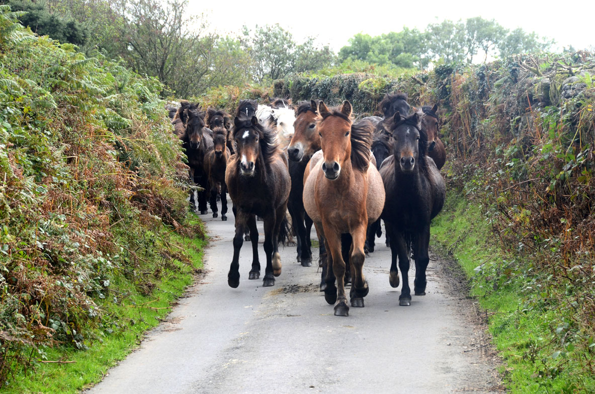 Horse Life and Love Dartmoor Ponies