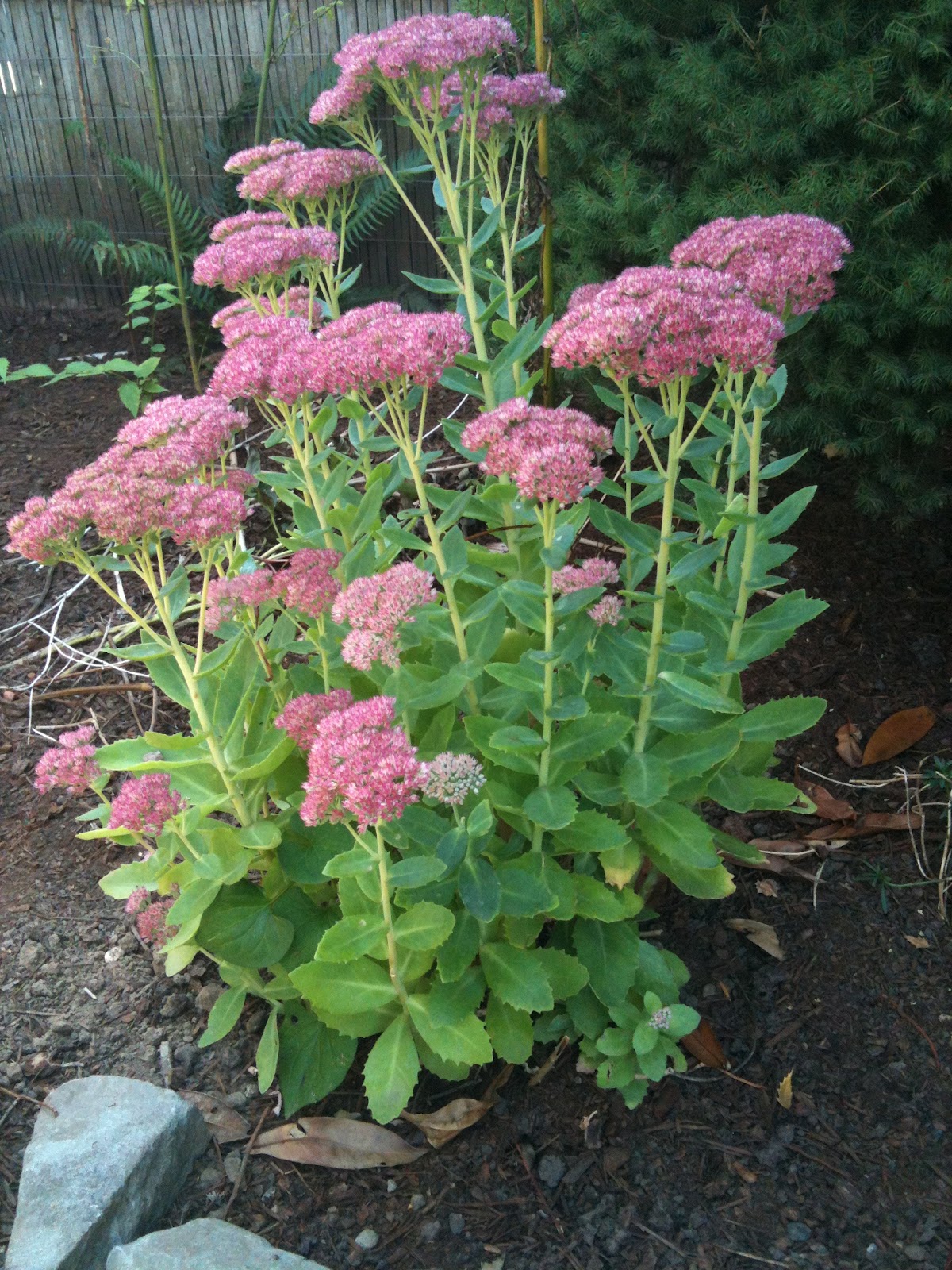 In The Garden with Claire Sedum 'Autumn Joy'