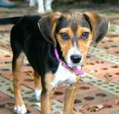 appalachian mountain feist