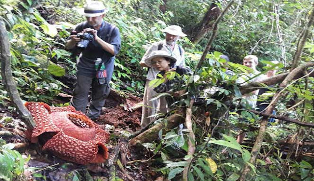 BERBURU BUNGA LANGKA DAN UNIK DI TAMAN RAFFLESIA BATANG PALUPUH