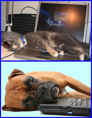 Excusas de los estudiantes para no entregar tareas, gato y perro en computadora