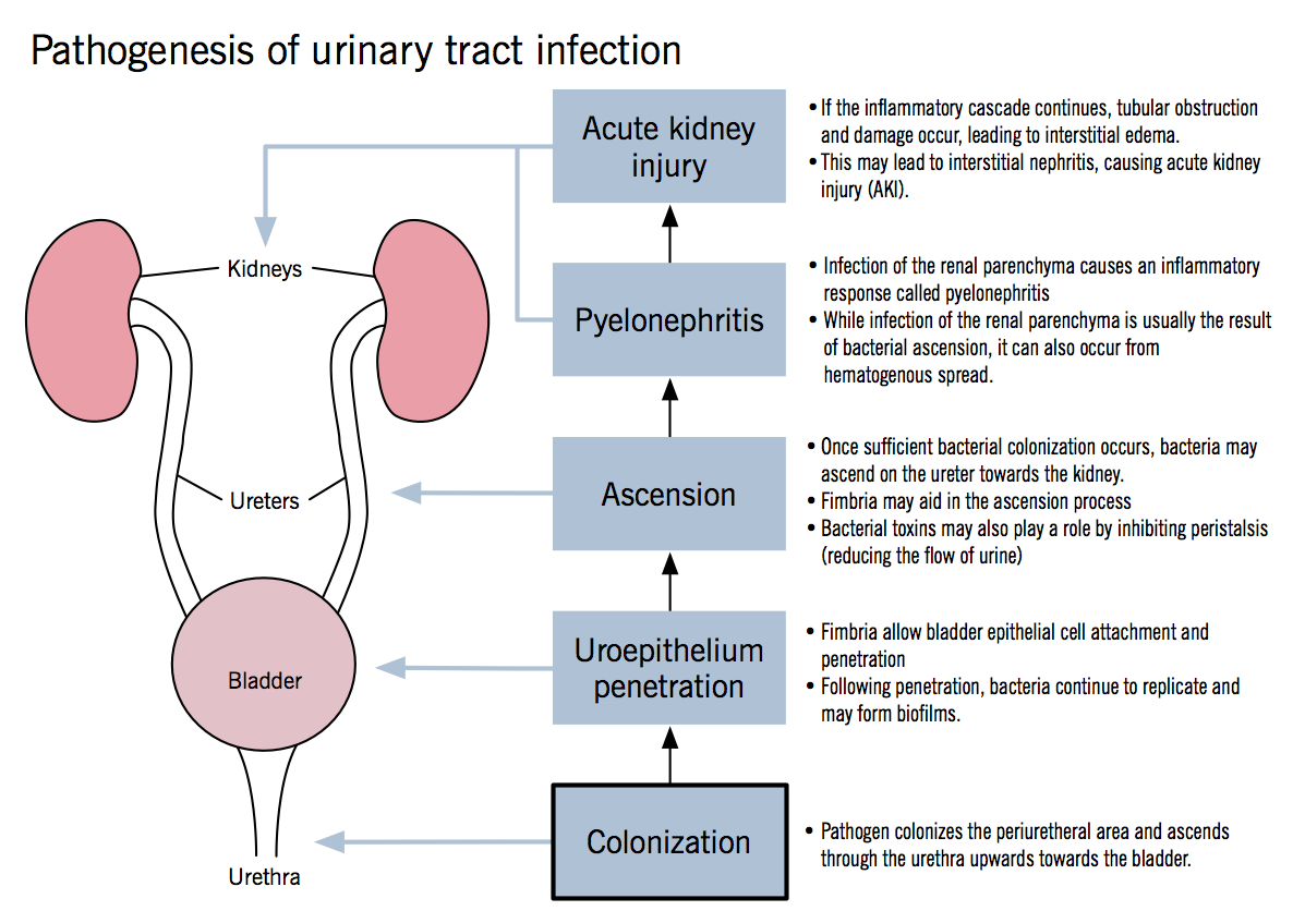 Thai Knows uti คือ