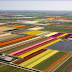 حقول الورد فى هولندا ( ازهار التوليب )