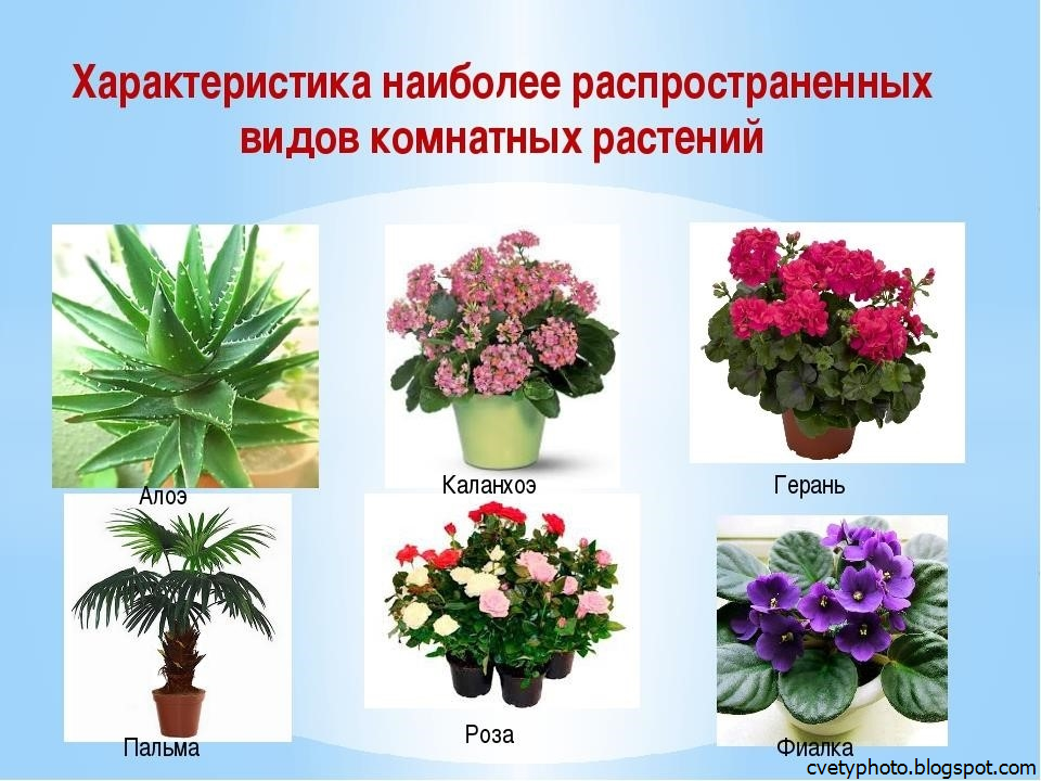 Цветы название найти комнатные растения. Комнатные растения названия. Название комнатных цветов. Цветы декоративные комнатные. Название домашних цветов.