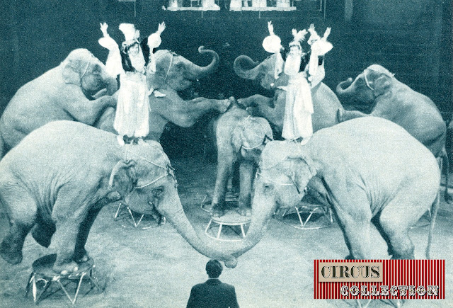 les sept éléphant du Cirque Knie, présenté par Rolf Knie senior