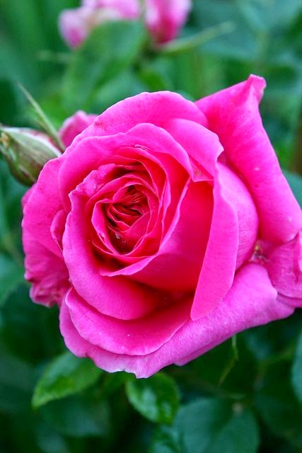 All About Women's Things: Rose Meanings Explained