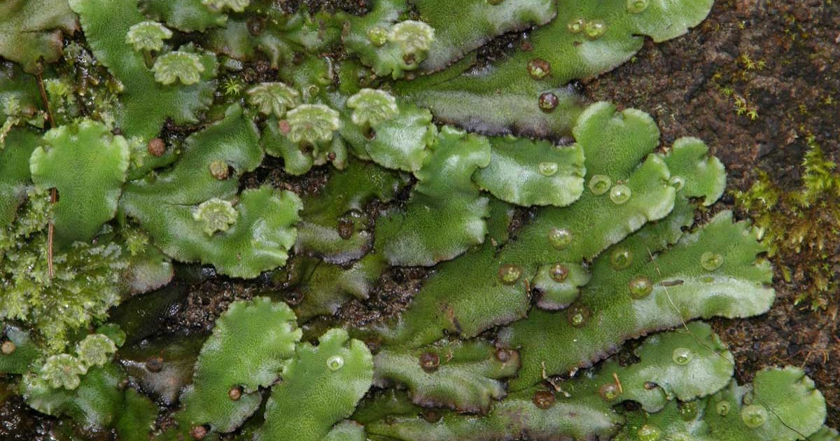 Medicinal Plants Marchantia polymorpha, Liverwort, ゼニゴケ