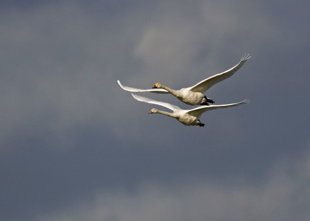Bird Hybrids Mute Swan x Whooper Swan