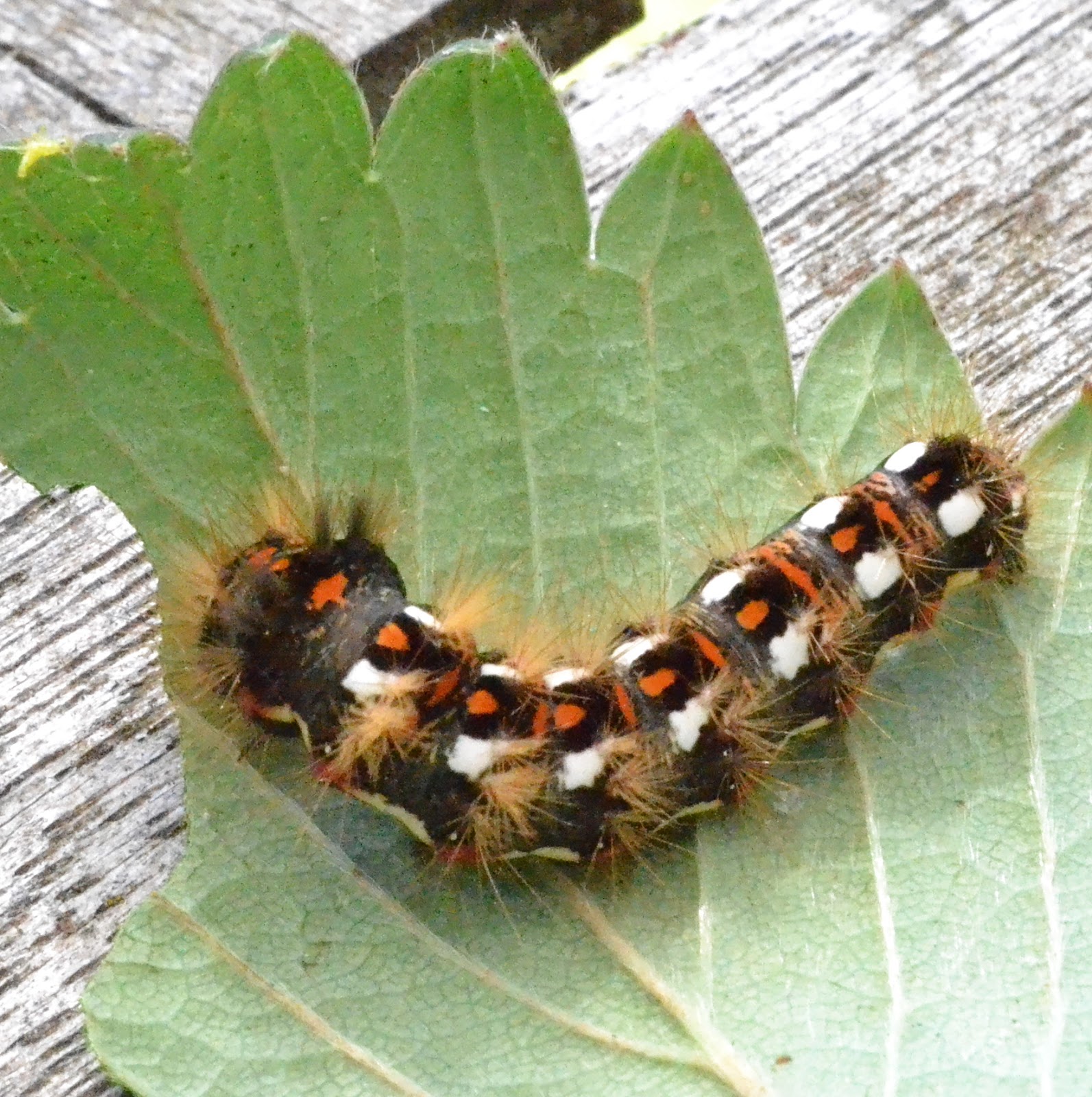 caterpillar colorado ambre