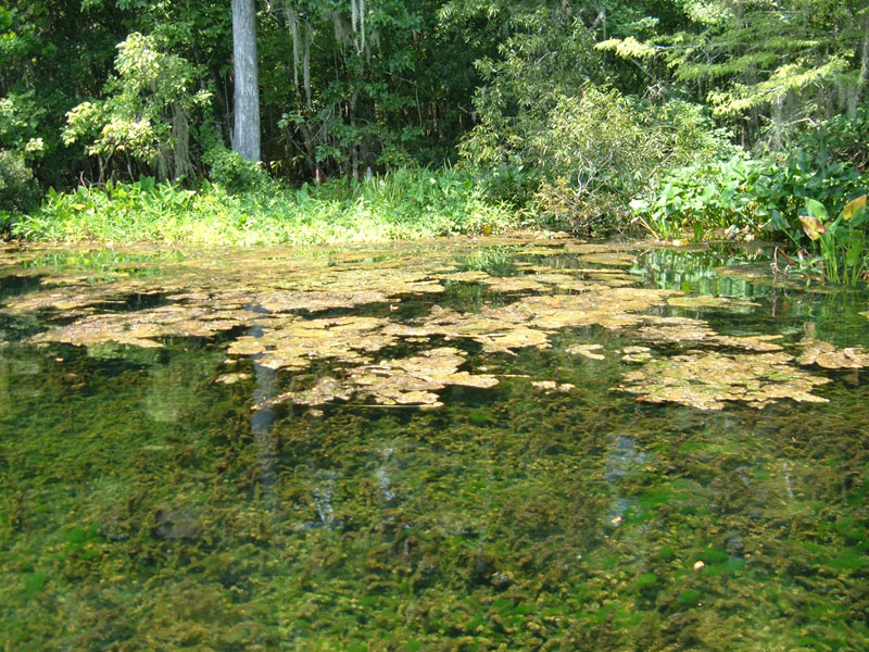 Far Above Witches Gulf Dappled Sunlight >> A Word Witch Far Above Witches Gulf Dappled Sunlight >> A Word Witch