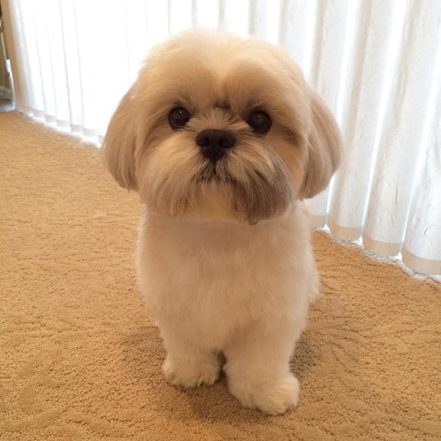 5- Maneiras de demonstrar amor ao seu shih-tzu– Fale com ele