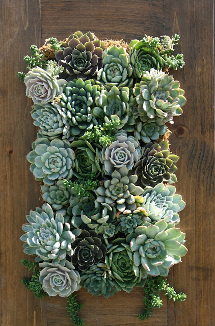 How to Grow an Easy Succulent Garden | 31Daily.com