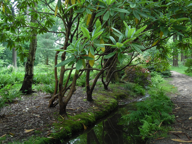 woodland garden, leśny ogród, stare różaneczniki