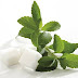 La Stevia, un posible sustituto del azúcar con "0" calorías