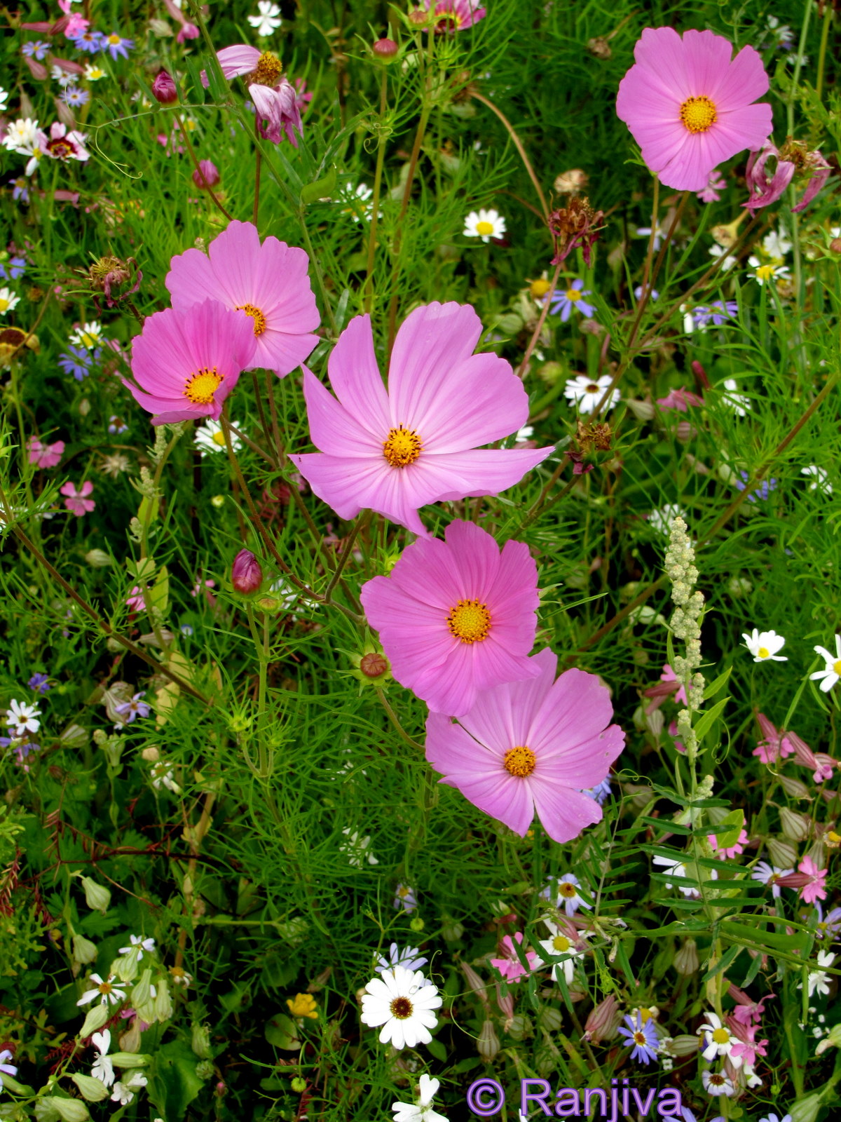 Harmonie des fleurs de Prairie Paysages et Fleurs au fil