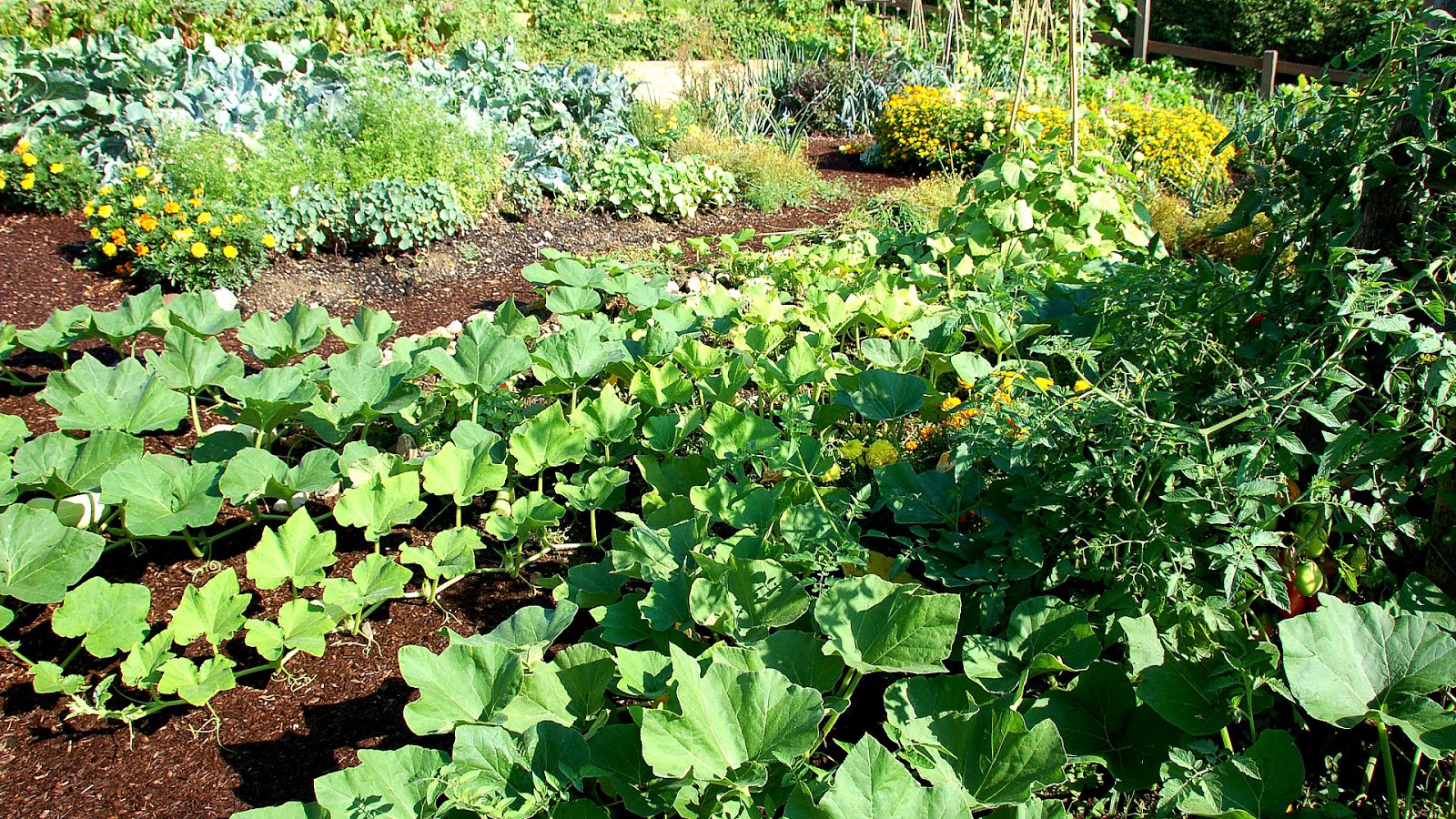 Vegetable Summer Vegetable Garden Vege Choices