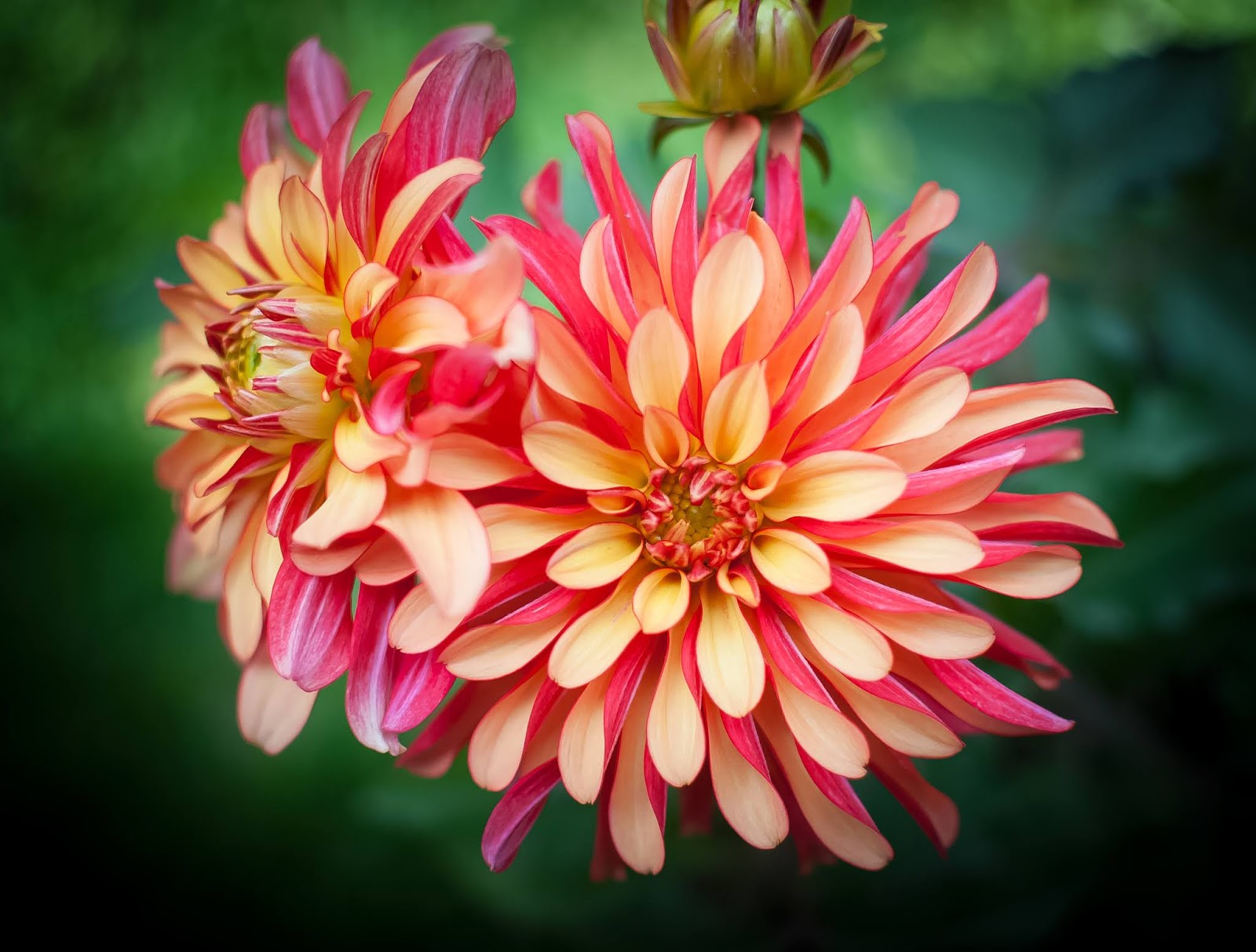 Blooming Dahlia