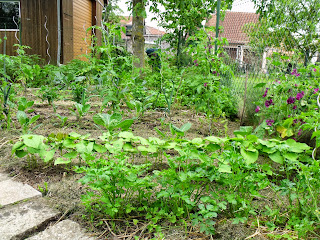 Gemüsegarten im Juni (c) by Joachim Wenk Gemüsegarten im Juni (c) by Joachim Wenk