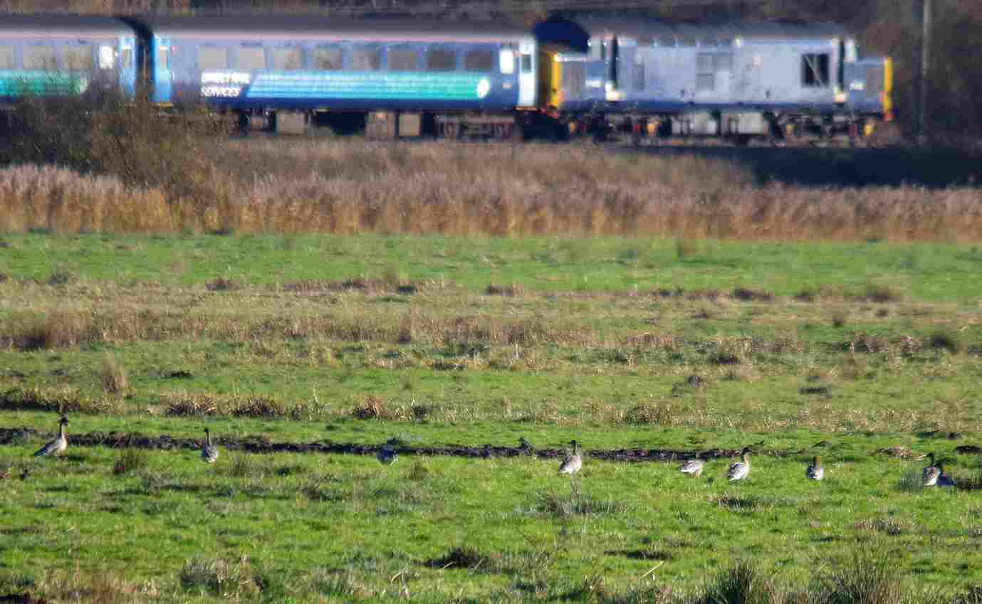 Birds of the Heath Bean Geese at Buckenham RSPB