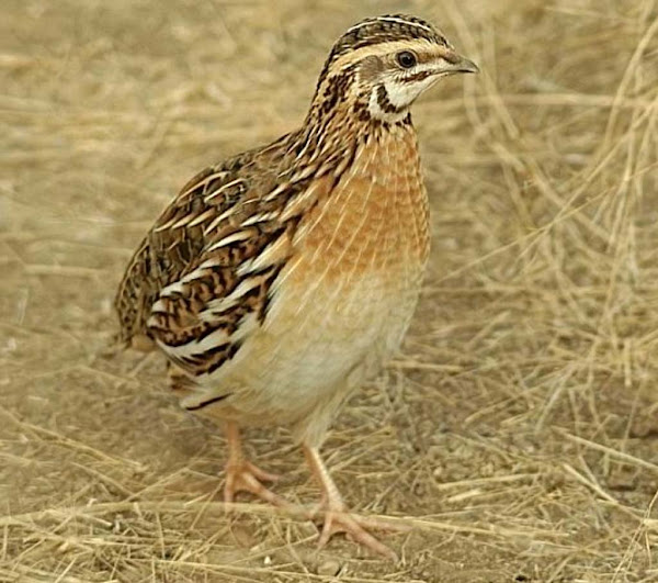 Image result for quails birds