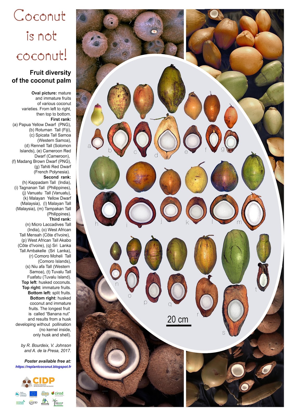 Coconut planting material for the Pacific region High definition