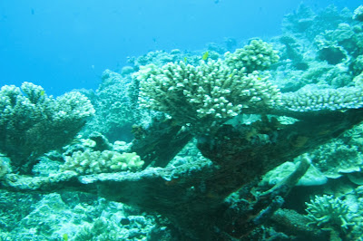 Ekosistem bawah air di sekitar Pulau Banda