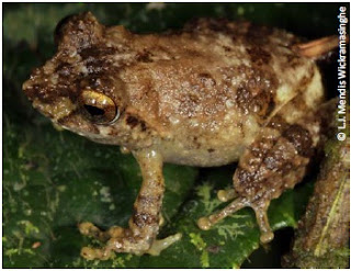 Karunarathna’s Shrub Frog, Pseudophilautus karunarathnai, new frog species, sri lanka biodiversity hot spot, 