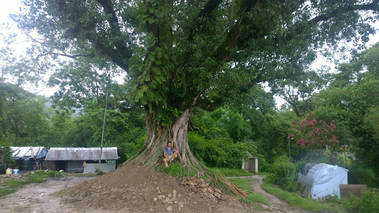 magical tree