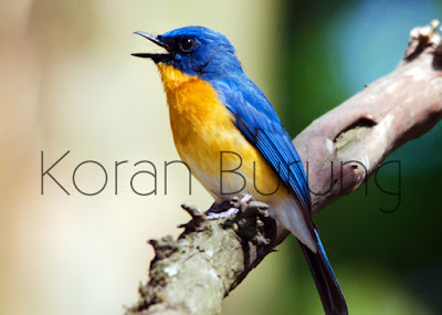 Memilih Burung Tledekan Bambu Yang Prospek Bagus Seekor burung tledekan disebut anggun jikalau mempunyai bunyi rapat Memilih Burung Tledekan Bambu Yang Prospek Bagus