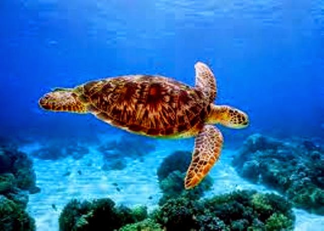 Tubbataha Reefs: A Place to visit in the Philippines tubbataha-reefs-marine-turtle-photo