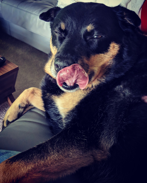 image of Zelda the Black and Tan Mutt lying on the couch, caught mid-wink, with her tongue out as she licks her nose