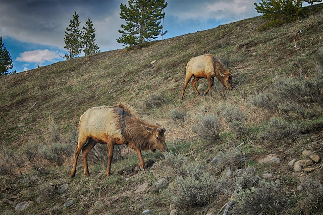 Yellowstone National Park Wyoming Idaho Montana geology travel field trip bison buffalo elk river old faithful geyser copyright RocDocTravel.com