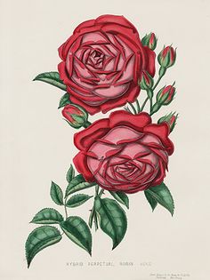 rose flower images