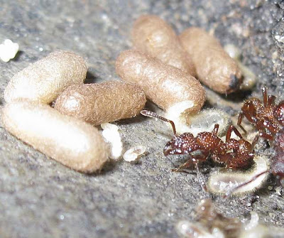 Nest of Gnamptogenys costata ant showing queen, worker, eggs, larvae and pupae