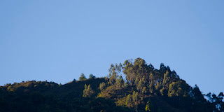 Cerros orientales: eucaliptos al amanecer. Foto: Jorge Bela