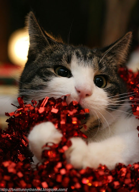 Funny Christmas cat.  
