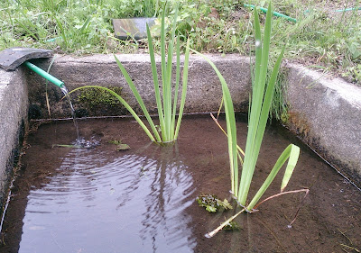 カキツバタ