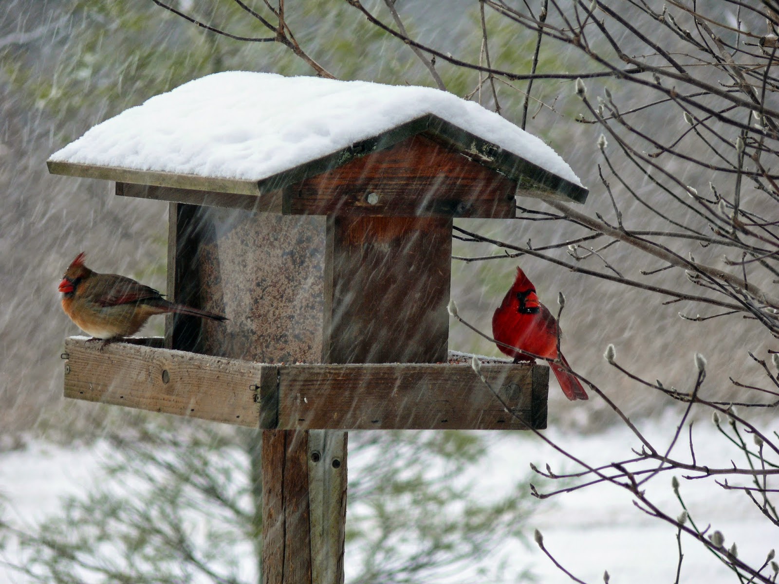 Ohio Wildlife Education Update The Important Cardinal Ohio Wildlife Education Update The Important Cardinal
