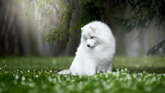 Im I Beautiful? White Dog