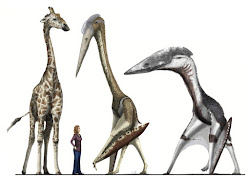 ancient flying reptile giant transylvania ruled giraffe human hatzegopteryx azhdarchid arambourgiania scale